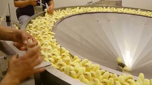 Trong video, những chú gà con ngay khi mới nở đã bị đối xử rất mạnh tay, khiến đầu của chúng va đập thậm chí rách da.