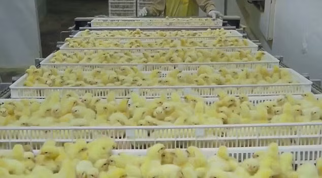 Những chú gà may mắn sống sót sẽ được thả lên băng chuyền. Các công nhân lúc này sẽ nhặt từng chú gà, tiêm vaccine và các hormone cần thiết rồi ném thẳng vào một vòng xoay ở giữa. Quá trình này diễn ra chỉ trong vòng vài giây.