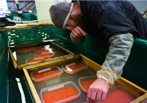 Sau khi tách, người ta ngâm trứng cá hồi trong hỗn hợp muối.