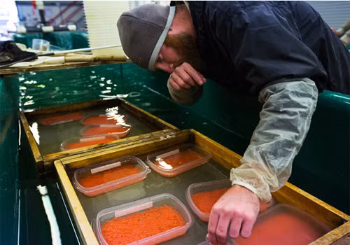 Sau khi tách, người ta ngâm trứng cá hồi trong hỗn hợp muối.