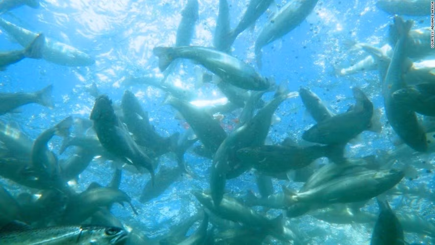 Trang trại này chính là nơi cung cấp số lượng lớn trứng cá hồi cho thị trường tiêu dùng Mỹ.