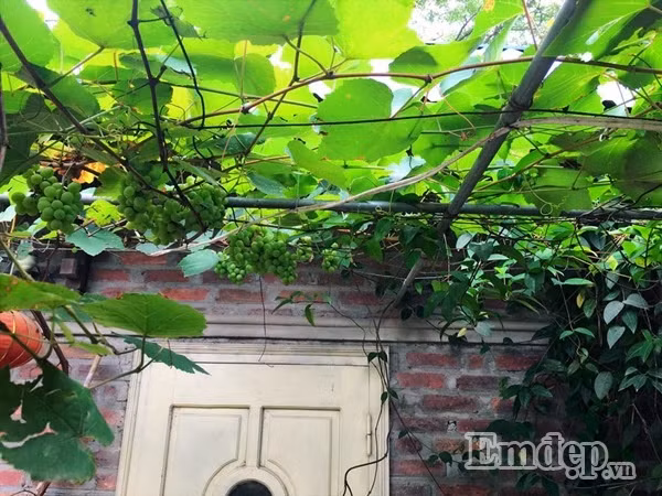 Một góc xanh tươi với từng chùm nho chuẩn bị đến mùa thu hoạch.