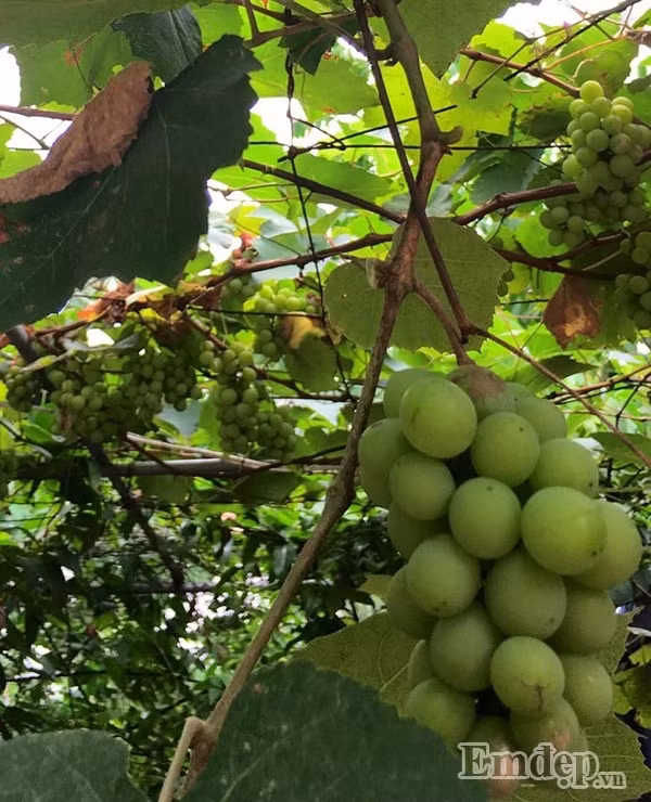 Khoảng ngoại thất rộng rãi chủ yếu trồng bonsai và các loại hoa, nhưng cũng được chị Thùy Anh thiết kế một góc nhỏ để tạo giàn nho. Giàn nho xanh mát trĩu quả.