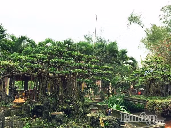 Nhưng bù lại khi được ngắm những gốc bonsai hàng chục thậm chí hàng trăm tuổi được uốn lượn nghệ thuật, mọi người trong gia đình chị ai cũng có cảm giác rất bình yên và hạnh phúc.