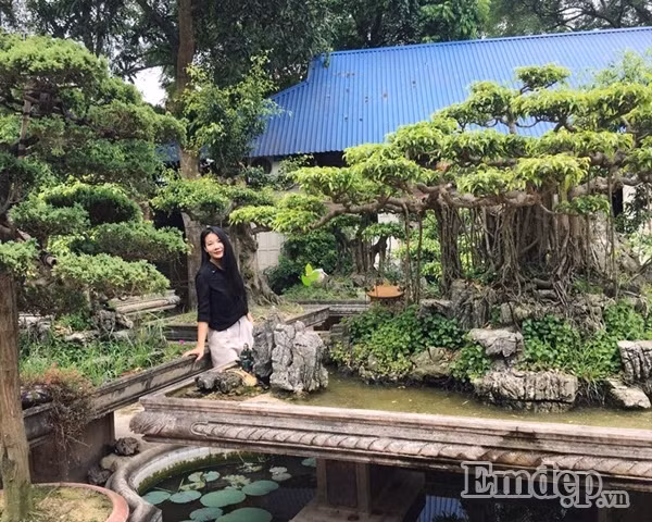 Để có được những cây bonsai tươi tốt, khỏe mạnh, dáng đẹp như vậy mất khá nhiều công sức, thời gian và tiền của.