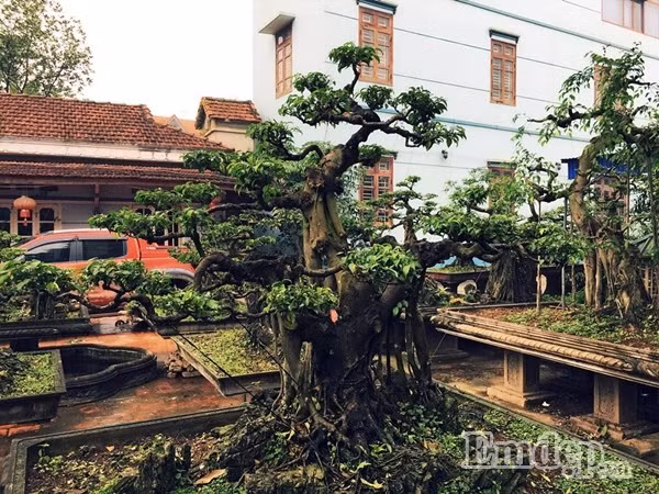 Từ trung tâm Hà Nội chạy xe khoảng 30 phút là đến ngôi nhà khang trang với khoảng sân vườn xinh đẹp rộng đến 1000m2 hút mắt nhờ rất nhiều những chậu bonsai cỡ lớn, những khóm hồng tỏa hương thơm và rất nhiều loài hoa khác... Nhờ có mảnh đất từ thời xưa ông cha để lại, vợ chồng chị Nguyễn Thùy Anh đã thổi hồn sức sống của thiên nhiên, phủ một màu xanh của cây cối, điểm tô rực rỡ của những khóm hoa để mang đến cho tổ ấm của mình nét bình yên, dịu dàng ngay trong lòng Hà Nội.