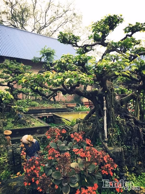 Chị Thùy Anh chia sẻ, gia đình chị đều yêu thiên nhiên, thích chăm sóc cây hoa trong vườn.