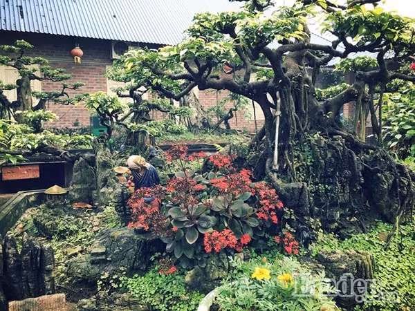 Ngoài đàn ông trong gia đình tự chăm cắt tỉa ra thì cũng cần phải có thợ chăm bonsai chuyên nghiệp được mời đến chăm sóc thường xuyên và đúng định kỳ.