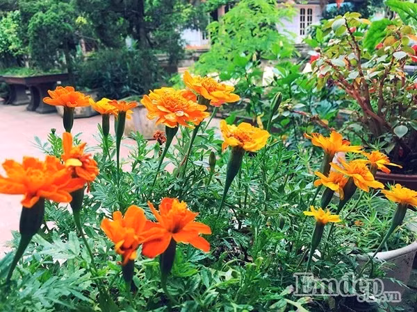 Hoa luôn nở trên sân nhà.