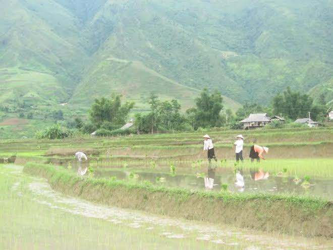 Cánh đồng Mường Than. (Báo Lai Châu)