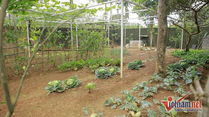 Vườn rau xanh được bà chăm chút và trồng sát cổng chính.