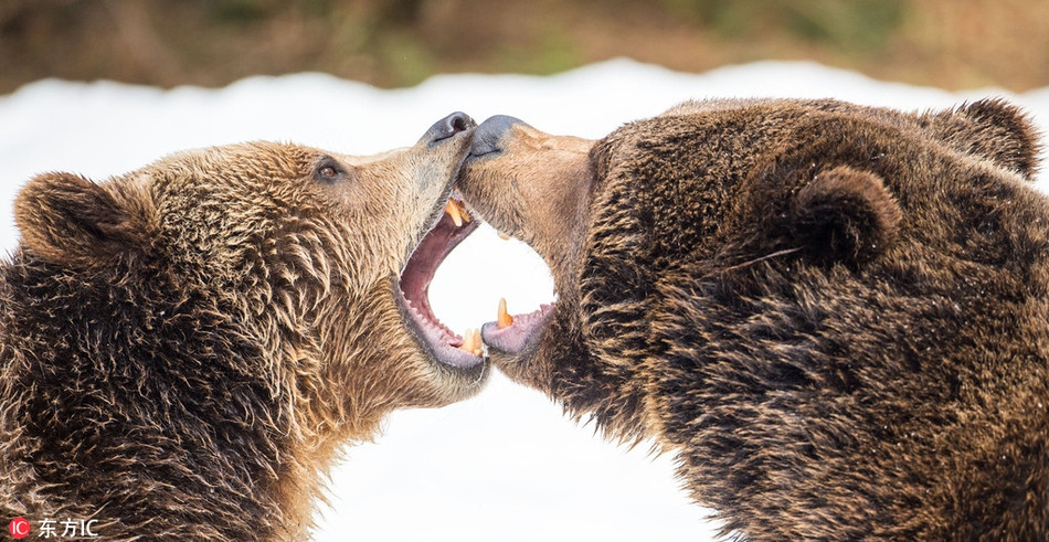 Hai con gấu nâu đang kịch chiến để thể hiện quyền thống trị.