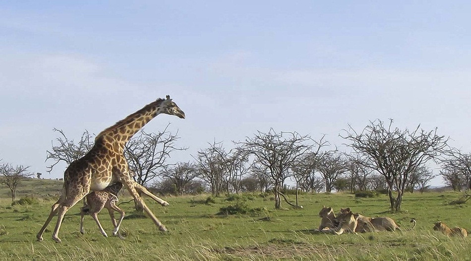 Khi phát hiện đàn sư tử đang ngắm đến mục tiêu là con mình, hươu cao cổ mẹ đã vội vã chạy đến và thị uy.