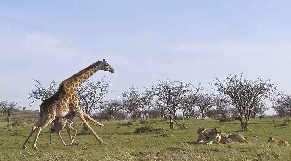 Khi phát hiện đàn sư tử đang ngắm đến mục tiêu là con mình, hươu cao cổ mẹ đã vội vã chạy đến và thị uy.