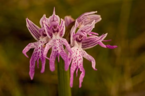 Orchis Italica có nguồn gốc từ Địa Trung Hải và sinh trưởng ở những vùng đất sỏi khô cằn, nghèo chất dinh dưỡng.