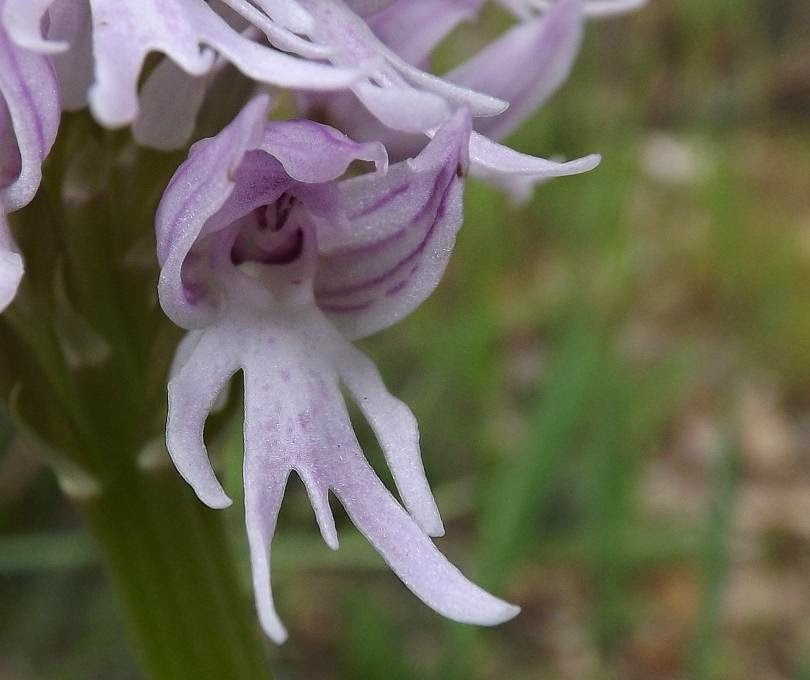 Đó chính là hình phạt mà họ phải chịu vì khi còn sống đã không chung thủy. Hình phạt này buộc họ phải phơi bày toàn bộ cơ thể để người khác nhìn thấy, dù xấu hổ đến cùng cực cũng không thể làm gì.