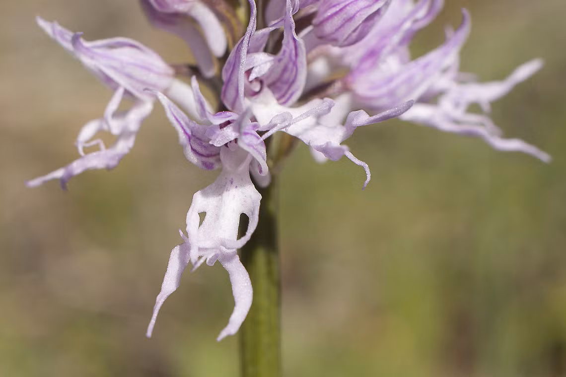 Nhắc tới loài hoa này, có một truyền thuyết, theo đó, tất cả những người đàn ông khi còn sống mà lăng nhăng, phản bội, trăng hoa với nhiều người phụ nữ, làm khổ người yêu mình, sau khi chết sẽ hóa thành loài hoa lan này.