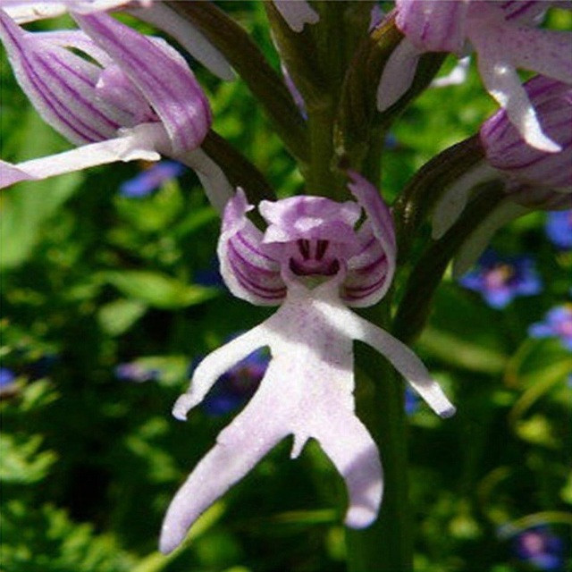 Qua hình ảnh cận cảnh có thể thấy, từng bông hoa giống người đàn ông đầu đội mũ, có đủ "tay, chân".