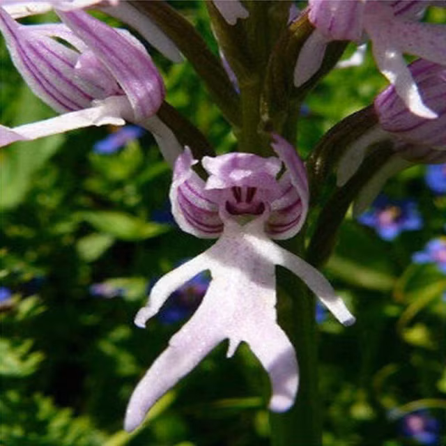 Qua hình ảnh cận cảnh có thể thấy, từng bông hoa giống người đàn ông đầu đội mũ, có đủ "tay, chân".