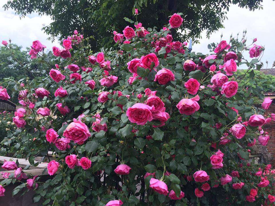 Trong khu vườn hoa xinh đẹp chị thường chọn những vị trí thoáng nhất của vườn, giúp cây hấp thụ được lượng lớn ánh sáng mặt trời. Vì vậy, hồng trong vườn nhà chị luôn khỏe mạnh và nở hoa đều đặn từ tháng 5 đến tháng 12 hàng năm.