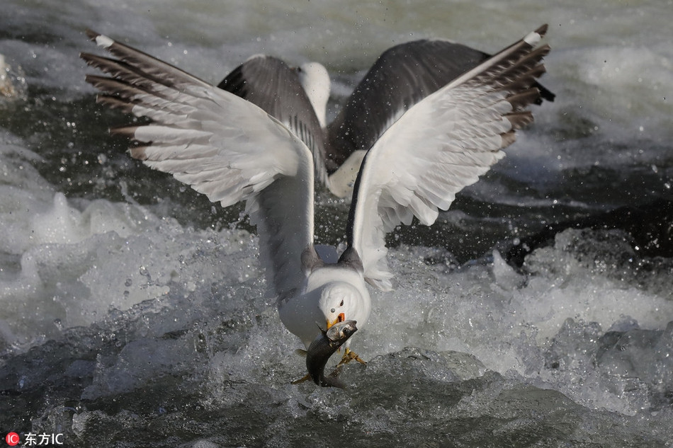 Mặc dù thời gian của bữa đại tiệc không kéo dài, thế nhưng cũng đủ để những con chim mòng biển tận hưởng.