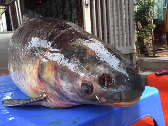 Người mua con cá từ chối tiết lộ về giá song cho biết, nếu tính theo giá thị trường cũng không dưới 30 triệu đồng.