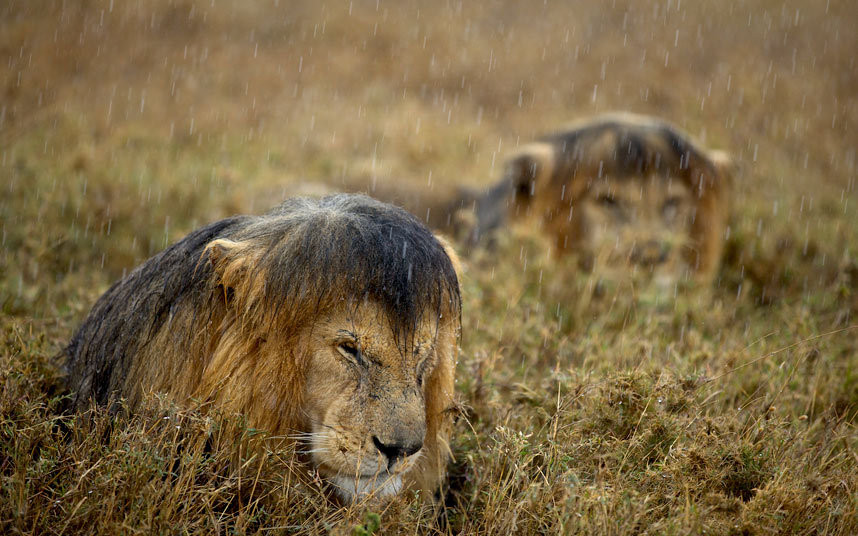 Xứng danh là vị vua muôn loài, những con vua sư tử gồng mình chịu đựng cơn mưa nặng hạt, chúng không thèm đi trú.