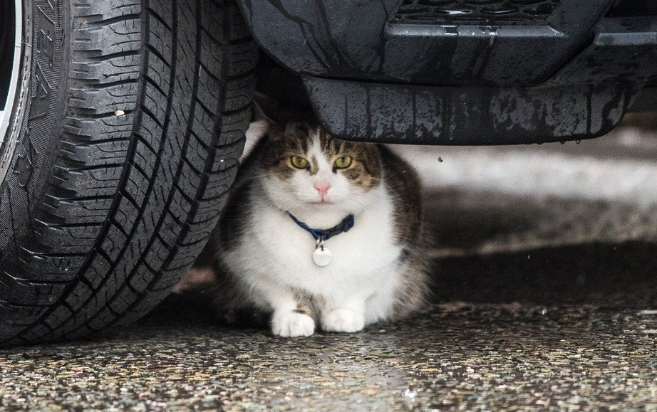 Hình ảnh được ghi lại tại London, Anh. Một con mèo cưng trốn nhà đi chơi, do không về kịp khi trời đổ mưa, nó đã trú tạm dưới gầm xe ô tô trong bãi đỗ xe.