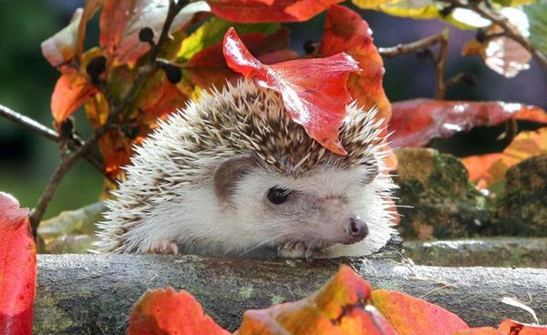 Nhím gai nép mình dưới tán lá, hy vọng sau cơn mưa trời sẽ mau sáng lại.