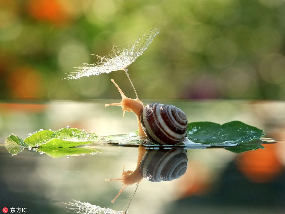 Sau một trận mưa lớn, những con ốc sên thường nhô ra khỏi vỏ, thế nhưng hình ảnh ốc sên nhô ra và trú dưới một "chiếc ô" là rất hiếm. Nhiếp ảnh gia Vyacheslav Mischenko đã vô tình chụp được bức ảnh động vật độc đáo này.