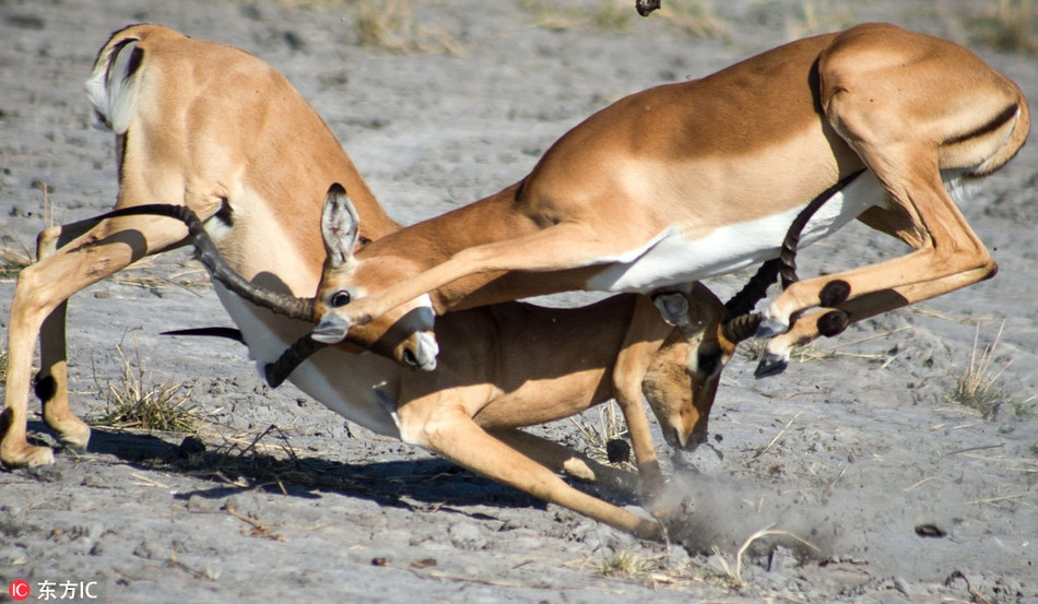 Vốn nổi tiếng hiền lành, thế nhưng khi mùa giao phối đến, hai con linh dương Impala đực không ngần ngại chĩa cặp sừng nhọn hoắt về phía đồng loại.