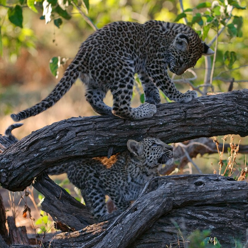 Khi báo mẹ quay về, cuộc sống của ba mẹ con lại trở nên sinh động và hài hòa. Giống như sự cạnh tranh sinh tồn khốc liệt ngoài kia không ảnh hưởng đến chúng.
