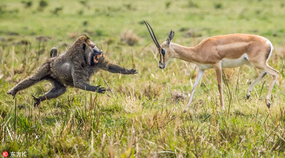 Trong thế giới động vật, tình mẫu tử cũng rất thiêng liêng. Để bảo vệ linh dương con, mặc dù biết có thể sẽ chết, linh dương mẹ vẫn đối đầu với khỉ đầu chó hung hãn và khát máu.