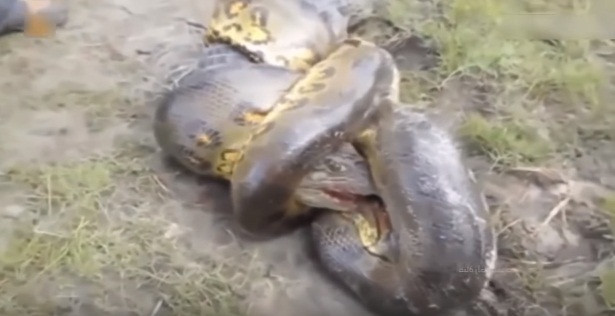 Cuối cùng, cá sấu, kẻ bá chủ tung hoành dưới đầm lầy cũng bị trăn khổng lồ giết chết và nuốt chửng.