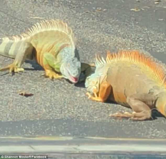 Có những giây phút, hai con cự đà ôm chặt lấy nhau giống như một cảnh thân mật. Anh Moskoff cũng nói đùa rằng, khi chúng không lao vào nhau kịch liệt, trông chúng chẳng khác gì đang hẹn hò.