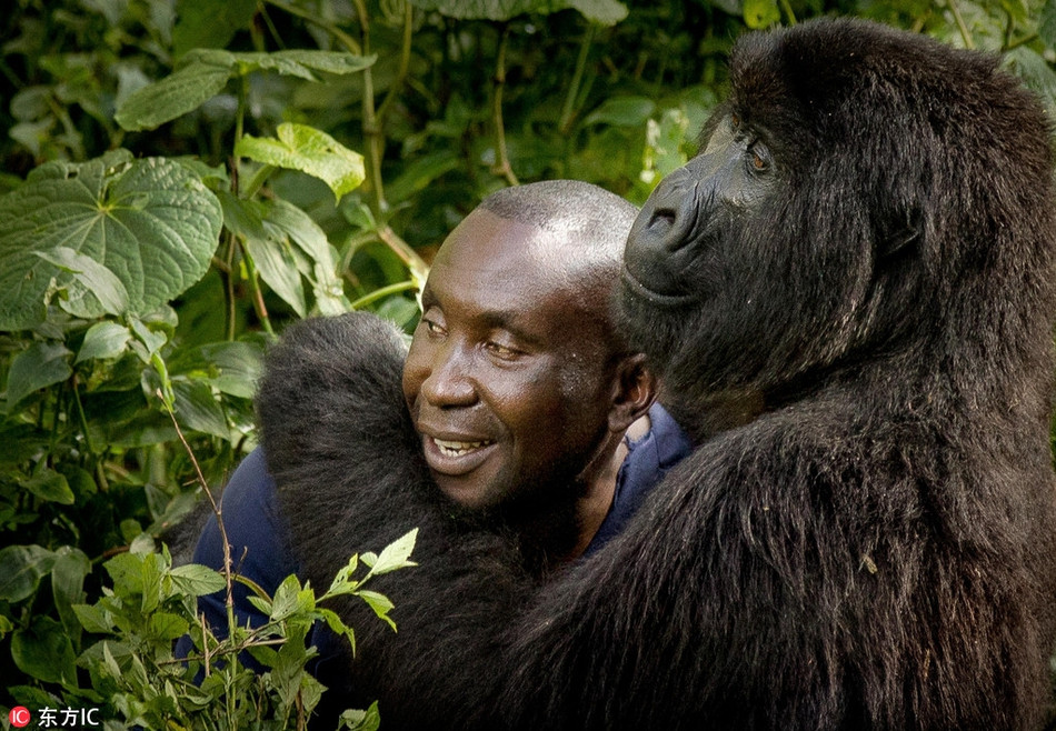 Theo tìm hiểu, những con khỉ đột khổng lồ ở những cánh rừng già nhiệt đới ở Cộng hòa dân chủ Congo đang đối mặt với nguy cơ tuyệt chủng bởi nạn săn bắn trộm và phá rừng.