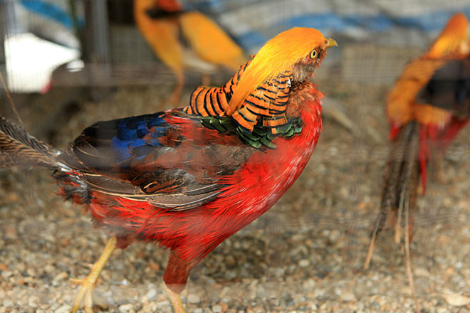 Loài chim trĩ còn có “thói xấu” nữa là chúng thường ăn luôn quả trứng do mình vừa đẻ ra.