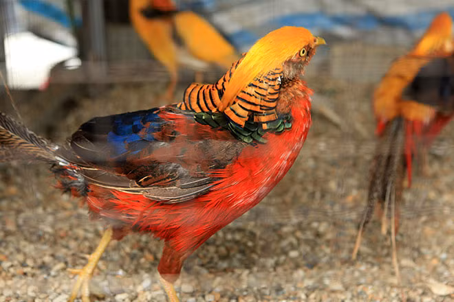 Loài chim trĩ còn có “thói xấu” nữa là chúng thường ăn luôn quả trứng do mình vừa đẻ ra.