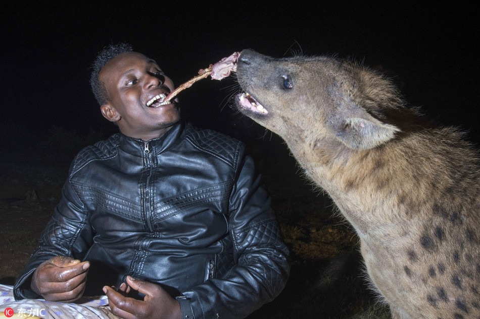 Người đàn ông này Ethiopia này có thể được coi là một trong những dị nhân mạo hiểm nhất thế giới. Bởi không những tìm cách tiếp cận linh cẩu, người đàn ông này còn cực thân thiết với loài loài mãnh thú mang tiếng xấu là ăn xác thối ở Châu Phi.