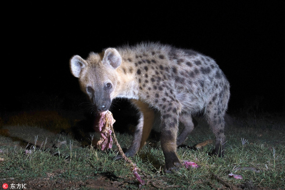 Dị nhân thích thân thiết với linh cẩu này có tên là Abbas Yusef, sống ở Harar, gần biên giới Ethiopia và Somalia.