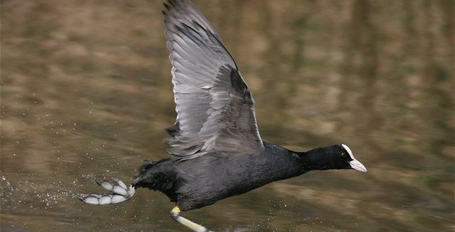 Thấy mình chiếm được lợi thế, chim sâm cầm mẹ quyết dùng trọng lượng cơ thể, đè lên chim ưng, dìm kẻ săn mồi chết đuối.