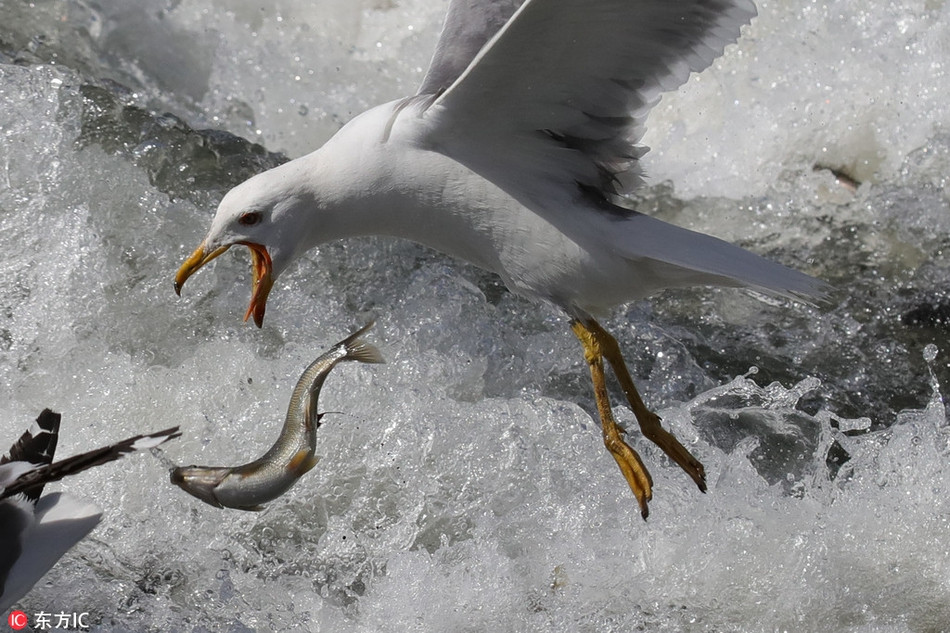 Chúng buộc phải di chuyển từ các đầm phá, lên khu vực hồ nước ngọt để đẻ trứng, thực hiện thiên chức duy trì nòi giống của mình. Thế nhưng, để đến được khu vực hồ nước ngọt, những con cá ngọc trai buộc phải vượt qua hồ nước mặn Van.