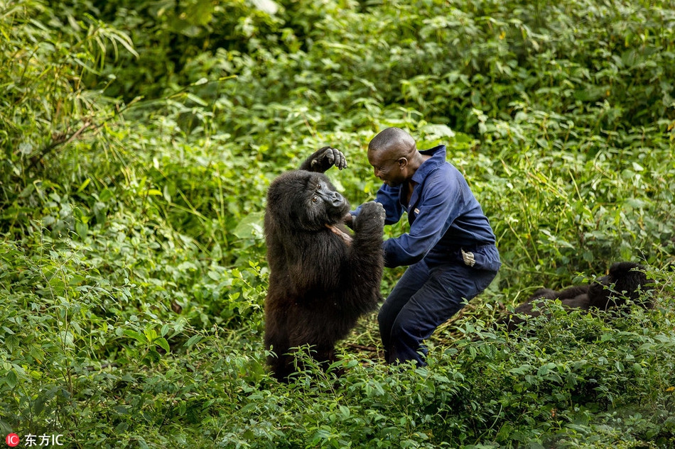 Andre dường như cũng rất quý chú khỉ đột Ndazi, anh cố gắng thỏa mãn mọi nhu cầu của nó, thường xuyên chơi với nó, cười với nó và vuốt ve nó. Hình ảnh rất ấm áp.