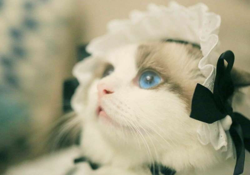 Chỉ một cái nháy mắt của "cô mèo hầu gái", cũng đủ khiến trái tim của mọi người tan chảy.