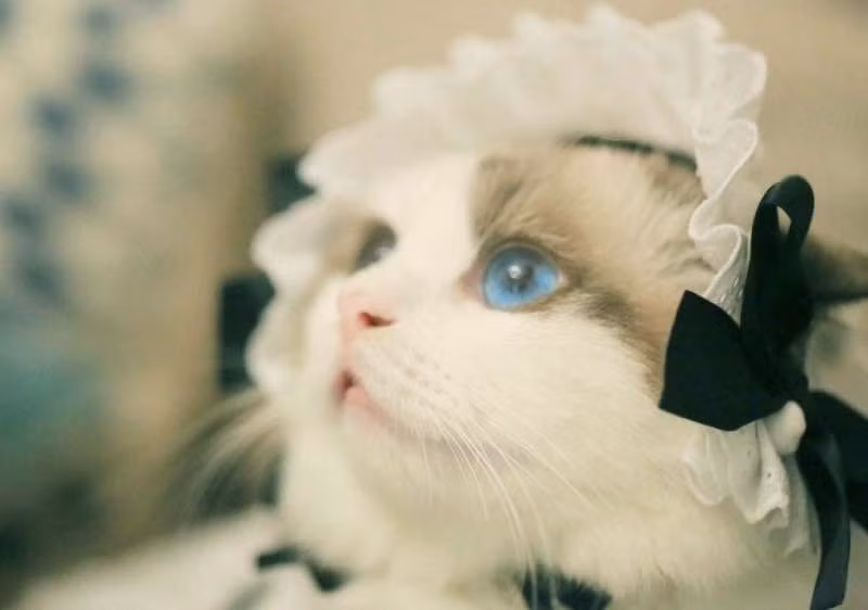 Chỉ một cái nháy mắt của "cô mèo hầu gái", cũng đủ khiến trái tim của mọi người tan chảy.