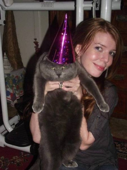 Bị bắt phải tham gia bữa tiệc sinh nhật mà mình không muốn, mèo cưng thái độ hằn học.