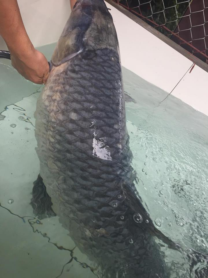 Tối 6/7/2017, một ngư dân ở địa phương đã đem lưới cao màn (lưới dù có 3 lớp lưới) ra đánh cá ở hồ Thác Bà. Đến sáng 7/7/2017, ngư dân này đi thu lưới đã phát hiện một con cá trắm đen lớn.