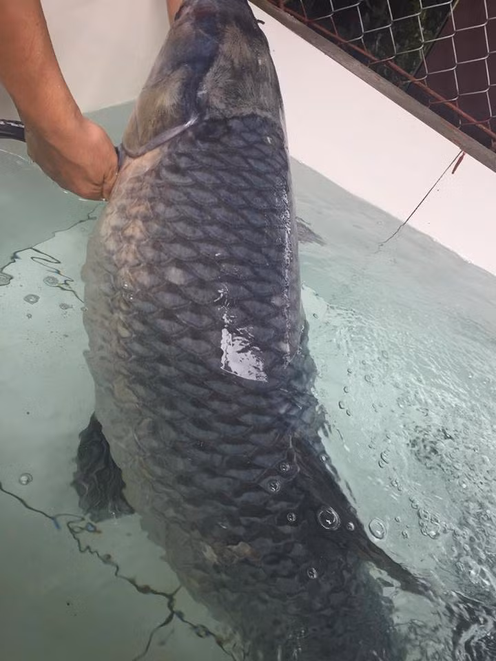 Tối 6/7/2017, một ngư dân ở địa phương đã đem lưới cao màn (lưới dù có 3 lớp lưới) ra đánh cá ở hồ Thác Bà. Đến sáng 7/7/2017, ngư dân này đi thu lưới đã phát hiện một con cá trắm đen lớn.