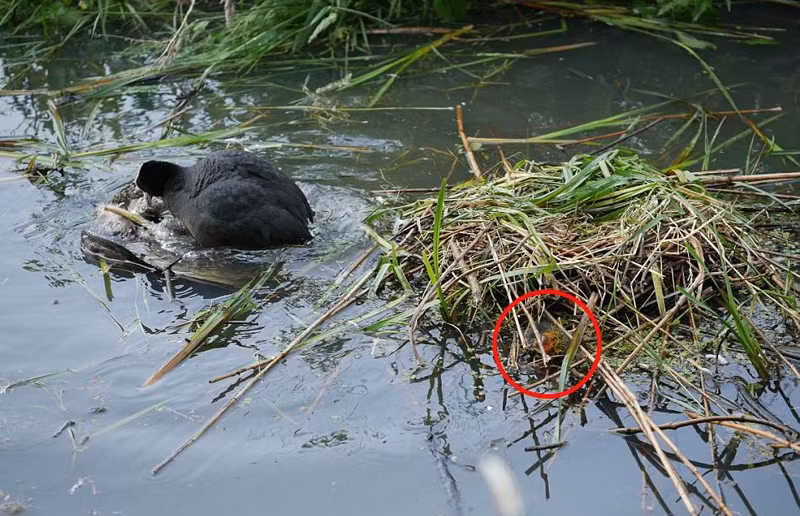 Mới đây, Naomi Portnoy nhân viên của nhà xuất bản khoa học gần Papendrecht ở Hà Lan ghi được hình ảnh ấn tượng về cuộc chiến của sâm cầm mẹ và chim ưng ở một hồ nước gần thị trấn Papendrecht.