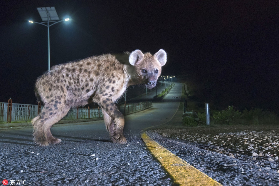 Abbas đã phát triển phương pháp tiếp cận đàn linh cẩu theo cách riêng của mình.